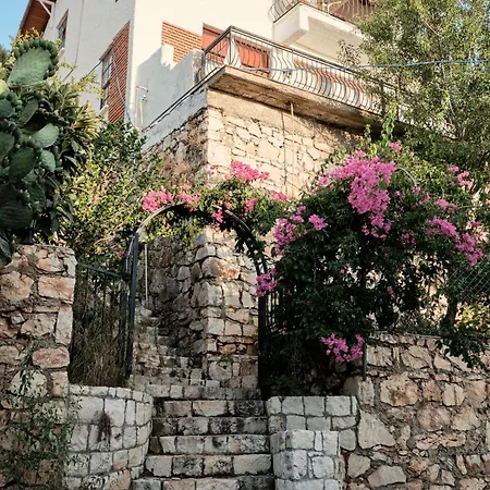 فيلة Kaktus 2 كاس