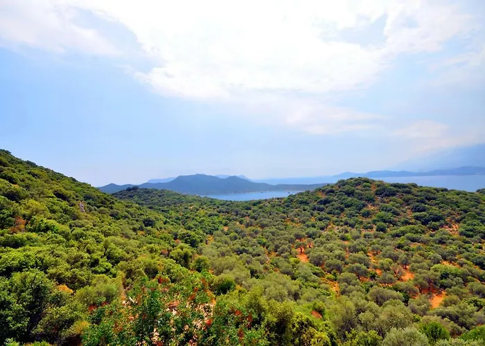 فيلة Kaktus 2 كاس